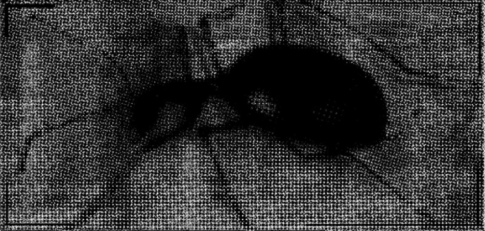 Small ant 5 | serigraphy | 210×100 cm